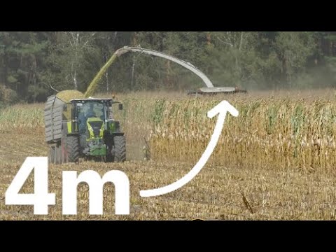 Lohnunternehmen Agrar Altdöbern Häckselt 4 Meter Mais 🤭 Claas Jaguar 950 mit 10 Reihiges Maisgebis