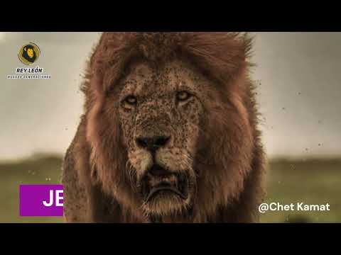 El Rey JESSE ha muerto (the king is dead) -  Mara North Conservancy - Masái Mara