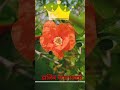 Pomegranate Status Pomegranate Pomegranate Setting Dalimb