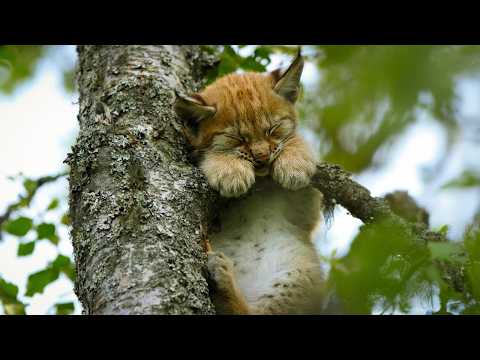 The Lynx Is Back in Europe’s Wild Forests !