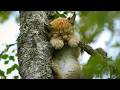 The Lynx Is Back In Europe S Wild Forests