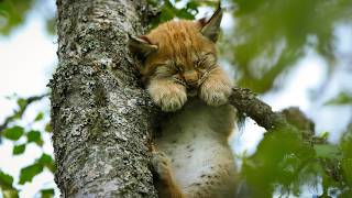 The Lynx Is Back in Europe’s Wild Forests !