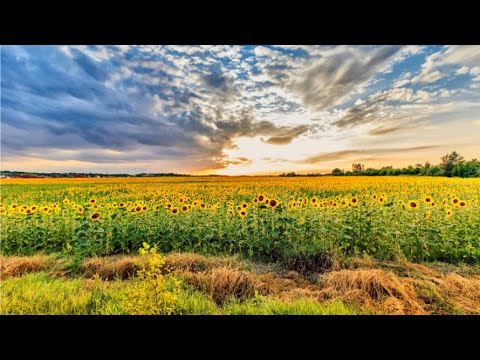 Spievanky, spievanky