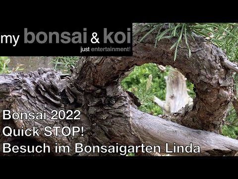 Bonsai 2022-24 - Quick STOP! - Besuch im Bonsaigarten Linda
