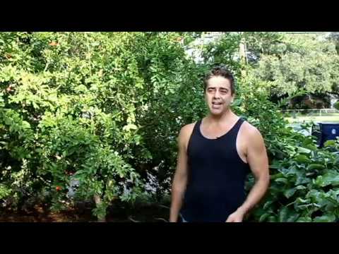 download lagu mp3 mp4 How To Grow A Cherry Tree In Florida, download lagu How To Grow A Cherry Tree In Florida gratis, unduh video klip How To Grow A Cherry Tree In Florida