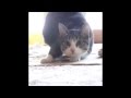 Wiggle Wiggle Cat - best 1 Hour Remix 