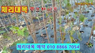 sweet  cherry tree  체리대목 중요한 이유 (체리대목 전문 진도명량체리원)