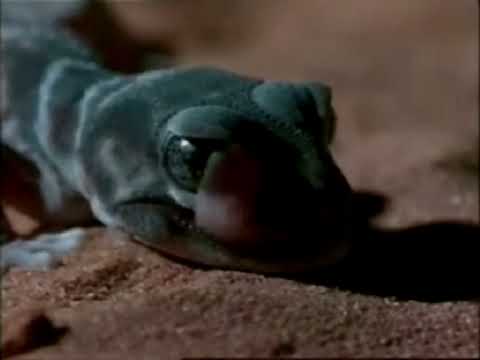 Lizards of Oz. [Remix]