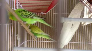 My budgie looks ready to lay eggs