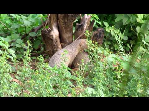 The small indian mongoose  (Herpestes javanicus)