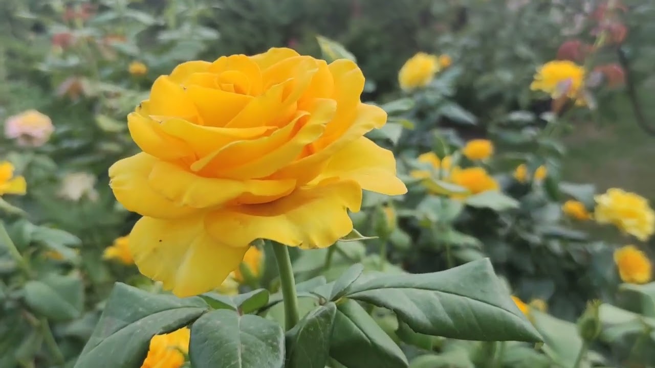 Роза Керио. Самая жёлтая из жёлтых.