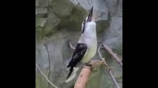 Download lagu BIRD KOOKABURRA kicau ketawaπ #birds #kicaumaniabird #birdsworld #birdslover #kicaumaniaindonesia mp3 Download lagu BIRD KOOKABURRA kicau ketawaπ #birds #kicaumaniabird #birdsworld #birdslover #kicaumaniaindonesia mp3