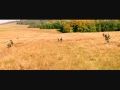 Дом летающих кинжалов 