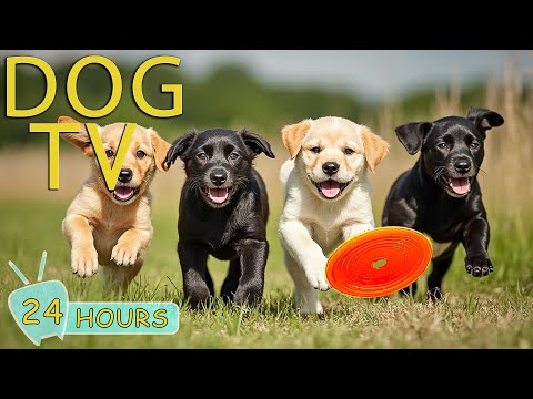 DOG TV for Dogs to Watch: Best Videos Anti-Anxiety All Day for Dogs When Home Alone - Music for Dogs