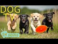 DOG TV For Dogs To Watch Best Videos Anti Anxiety All Day For Dogs When Home Alone Music For Dogs