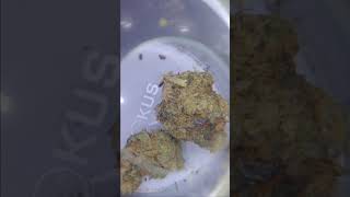 EXCLUSIVE!!!(REVIEW) RED LIGHT 🚦 🛑 💤😴  BY COOKIES 🍪
