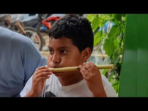 SONIDOS DE MACONDO: Transmisión intergeneracional de los saberes asociados a la caña de millo.