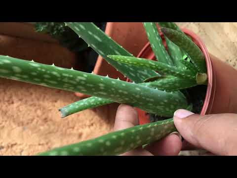 , title : 'Aloe Vera planta de sábila cultivo propiedades medicinales reproducción  cuidados exposición al sol'