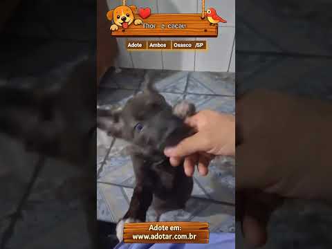 Vídeo de Cachorrinhos ??
