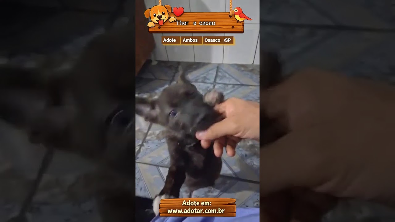 Cachorro raça SRD-ViraLata idade 2 a 6 meses nome Thor e cacau 