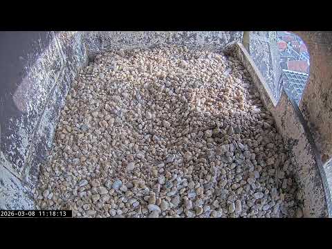 Slechtvalken Nestkast Onze Lieve Vrouwe Toren Amersfoort