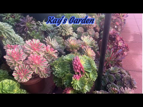 Kay's Garden Tour - January 2025