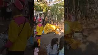 Download lagu Atraksi Burok || Detik-Detik Burok Kesurupan Ges || Cipeujeuh Wetan || #shorts #viral #fyp mp3