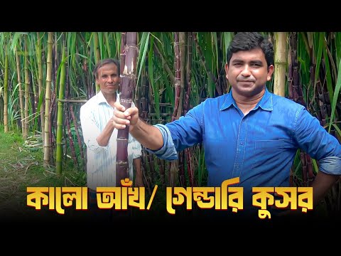 কালো আঁখ/ গেন্ডারি কুসর(black sugarcane)- পার্ট-০২