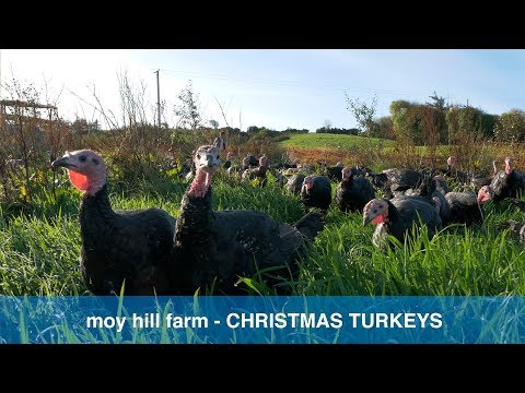 download lagu mp3 mp4 Christmas Turkeys For Sale, download lagu Christmas Turkeys For Sale gratis, unduh video klip Christmas Turkeys For Sale