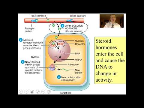 Endocrine System Part 1