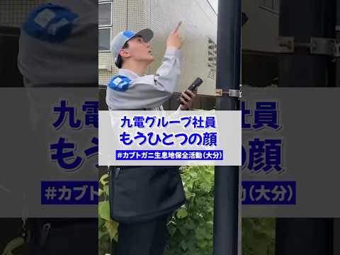 生きた化石！？カブトガニ生息地の保全活動を行いました#shorts