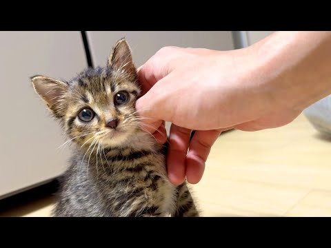 대형견 따라온 고양이