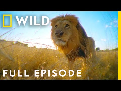 Betrayal in the Animal Kingdom (Full Episode) | Animal Fight Night