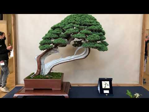 EXHIBITION BONSAI TREE ARCOBONSAI 2021 part 1