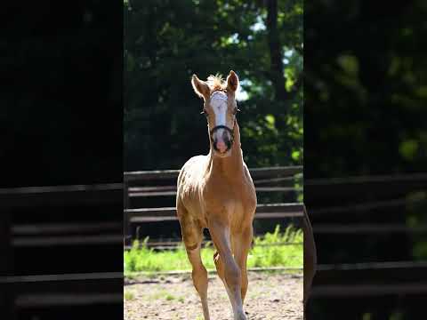 Michelle Vacquier mare & foal | Marilou Linders Photography