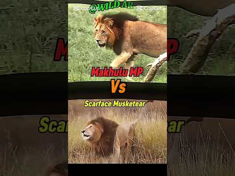 Makhulu Mapogo lion vs Scarface Musketear 😱#shortsfeed#shortshorts#viralshorts#uoloadshorts#trending