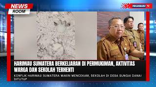Teror Harimau Sumatera Lumpuhkan Desa, Sekolah di Inhil Ditutup Sementara