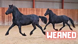 Do I see double? The last 2 foals @Stal G are weaned | Friesian Horses