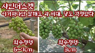 샤인머스캣 비대다 안된다고? 당도가  안 오른다고??? 제발...화수정형 이것 하나차…