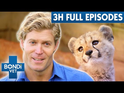 3+ Hours Of Full Episodes | Bondi Vet Entire Season 5 Part 1