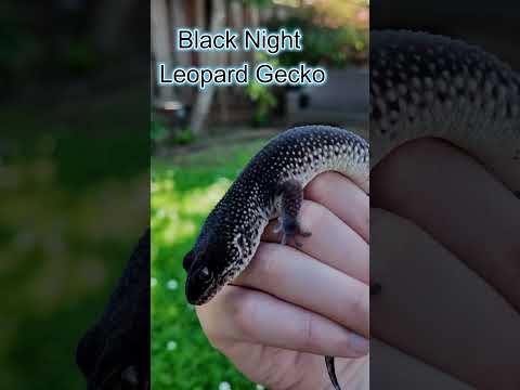 Lilac Garden - Black Lizard