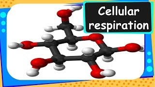 Biology – Anaerobic and Aerobic respiration - Life Processes – Part 8 – English