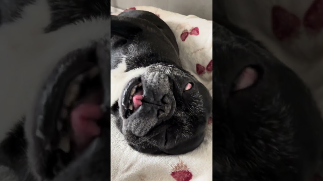 白目でイビキかいて昼寝するフレブル