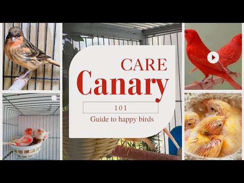 Canary Care for beginners: A Complete Guide to Happy, Healthy Birds #canary #birdenthusiast #canario