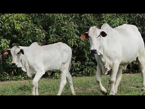 ESTÂNCIA CRISTINA - MATRIZ DOADORA NELORE - CAJARANA TE GUADALUPE - FGP 8317