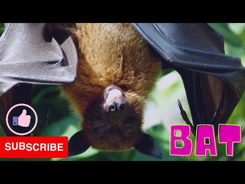 Bat - Introduction, Bat Habitat, Types of Bat, Size, Diet and Lifespan of a bat #bats #mammal