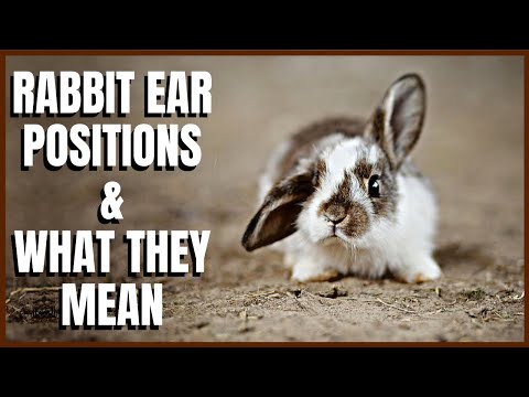 , title : 'All About Rabbit Ear Positions and What They Mean