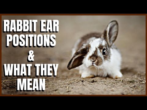 YouTube video about: Are rabbits ears supposed to be cold?