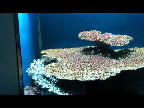 会計学科 ユーチューブyoutube.comが名古屋港水族館になった！感動のイルカや魚たち！税理士木村勝則の独り言！経営革新等支援機関近畿財務経済産業局認定木村勝則税理士事務所滋賀県高島市安曇川町
