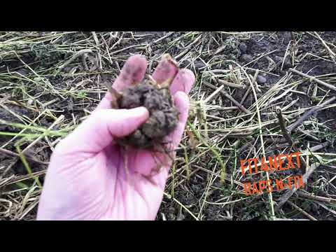 Ein Blick in die Zwischenfrüchte